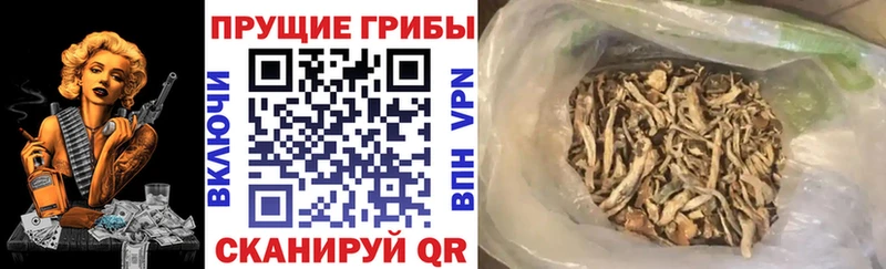 Галлюциногенные грибы Cubensis  закладки  Можга 